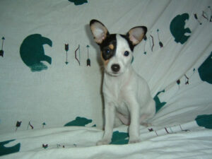 kopischke toy fox terriers